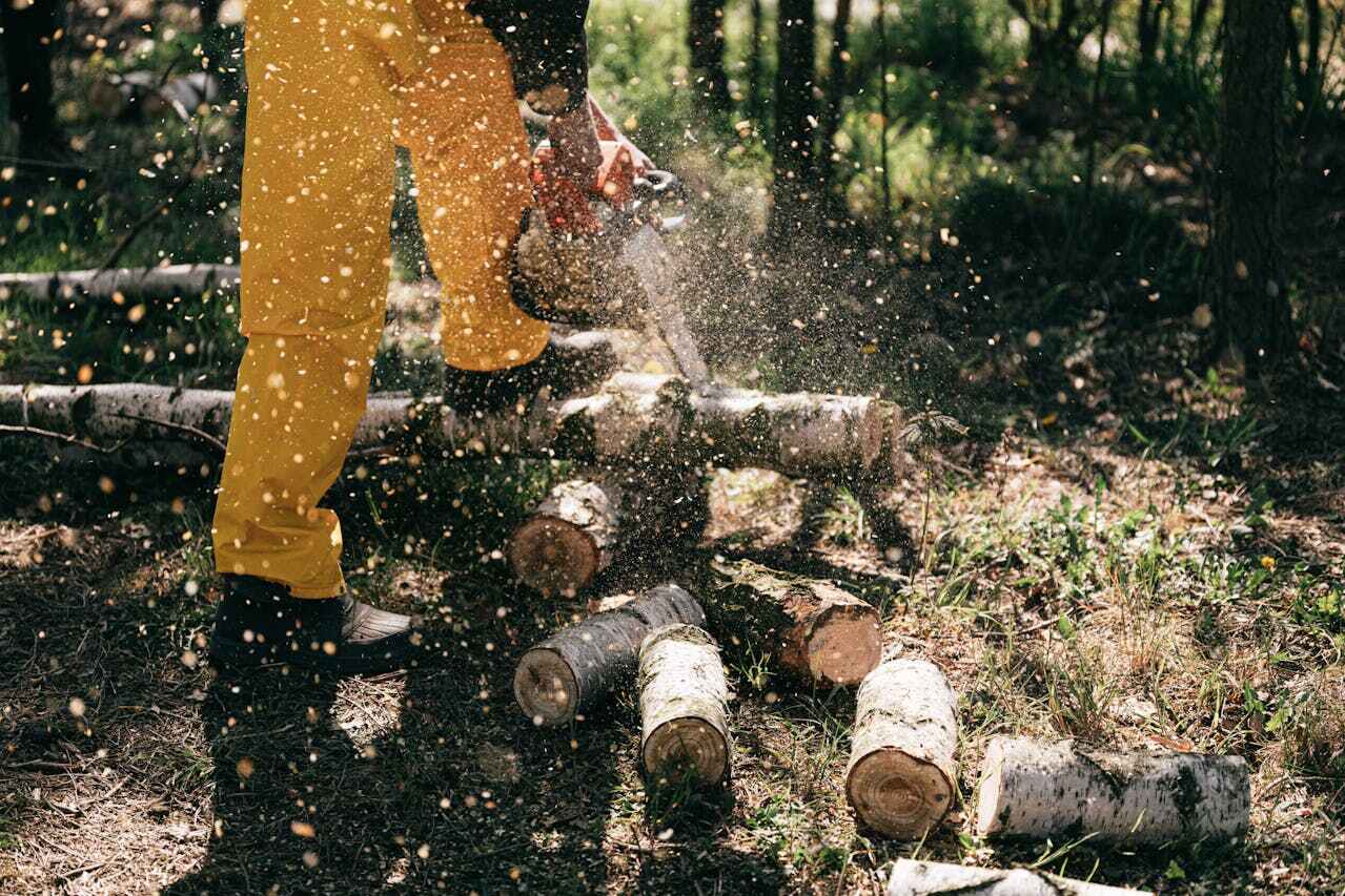 Palm Tree Trimming in Wells Branch, TX